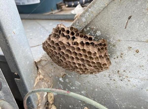 Country Time Caravans - Webberton, WA. Didn't clean wasp nest out