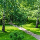 JC Tree Care