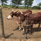 Big Joel's Safari Petting Zoo & Educational Park