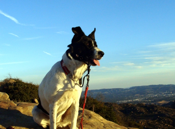 Green Doggie Home Boarding - Granada Hills, CA