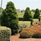 Roark Landscape
