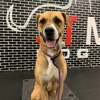 Sit Means Sit Dog Training Winter Garden/Ocoee, FL gallery