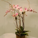 Dolly's Florist - Flowers, Plants & Trees-Silk, Dried, Etc.-Retail