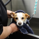 Sparkle Grooming Co.