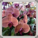 Natural Orchids Design - Florists