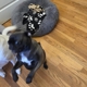 Mary Puppins