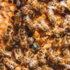 1st Stryke Pest and Termite Control gallery