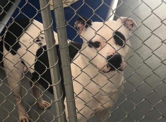 Fairfield Area Humane Society - Lancaster, OH