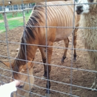 DeYoung Family Zoo