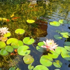 SoCal Ponds, Inc.