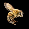 Tyler's Austin Bee Removal gallery