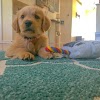 My Golden Retriever Puppies gallery