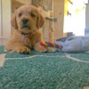 My Golden Retriever Puppies - Pet Breeders