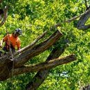 Bruce Helsel Tree Farm & Tree Removal - Nurseries-Plants & Trees