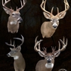 Stehling's Taxidermy gallery