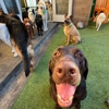 Pet Play House gallery