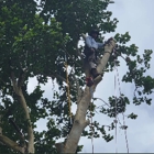 Wester Tree Service