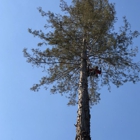 Horizon Professional Tree Management