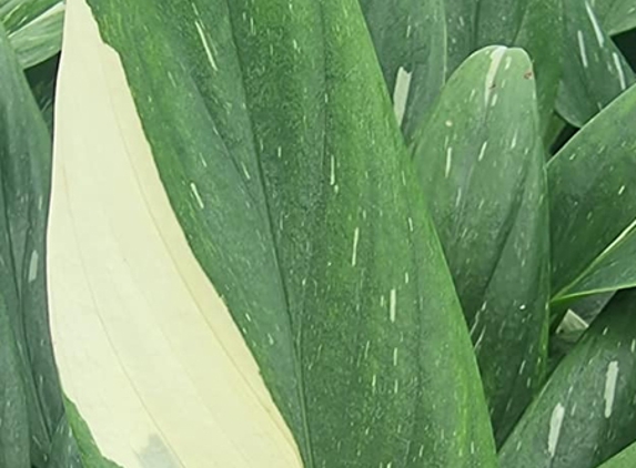 Flora Plant - Oakford, WA