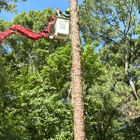 Magana Tree Service