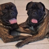 Always Faithful Dog Training of Southeast Arizona gallery