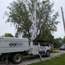 Williams Tree Company - Arborists