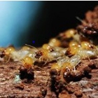 East Coast Termite Exterminators