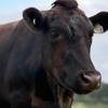 Black Jack Ranch gallery
