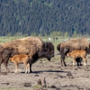 Alaska Wildlife Conservation Center gallery