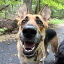 MD Pup Scouts - Pet Services