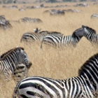 Go Africa Adventures Tours & Safaris