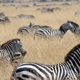 Go Africa Adventures Tours & Safaris