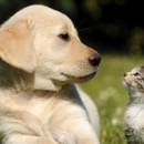 Howard County Animal Hospital - Veterinarian Emergency Services