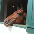 Morven Park International Equestrian Center