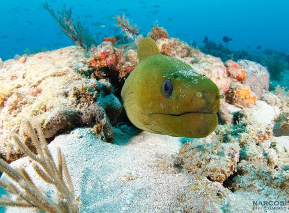 Narcosis Dive Company - Riviera Beach, FL