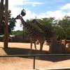 Denver Zoo gallery