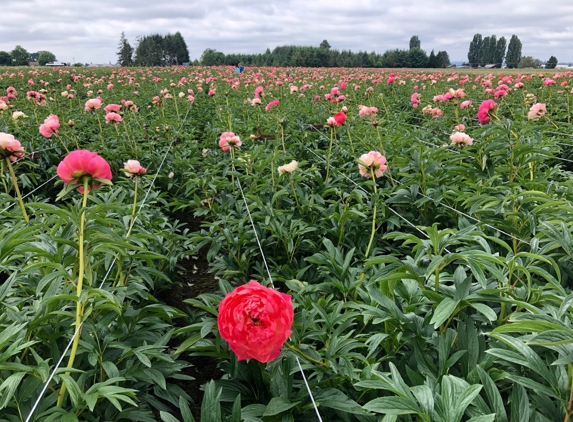 Adelman Peony Gardens - Salem, OR