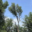 Monster Tree Service of Greater Boulder - Arborists