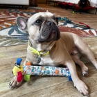 San Diego Dog Training