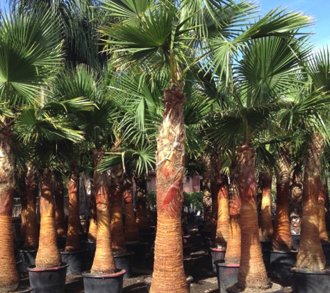 Moon Valley Nurseries - Mesa, AZ