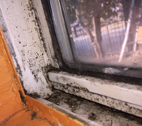 Bye Bye Mold-Toxic Consulting - Woodland Hills, CA