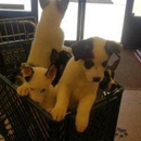 Pets N' Stuff - Pet Stores