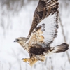 Lee Metcalf National Wildlife Refuge gallery