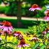 Oakwood Lawn & Landscaping gallery