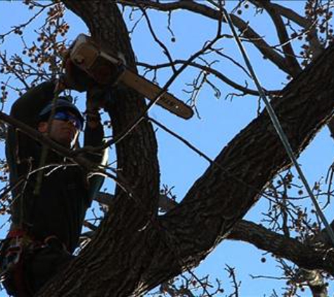 Avery Tree Service - Decatur, GA