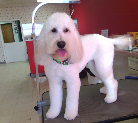 Pampered Pups Pet Grooming - Garland, TX