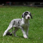 Gentle Giant Great Danes