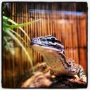 East Bay Vivarium - Pet Stores