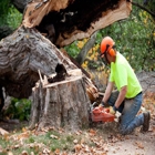 Advanced Tree Management