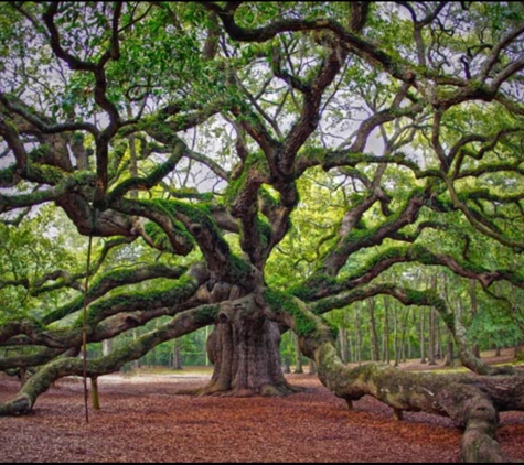 Daytona Tree Service - Port Orange, FL